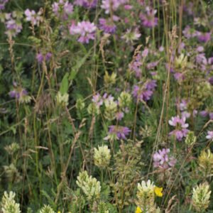 Nectar garden