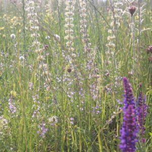 Herbal remedy bloom