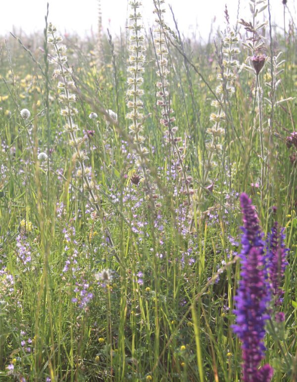 Herbal remedy bloom