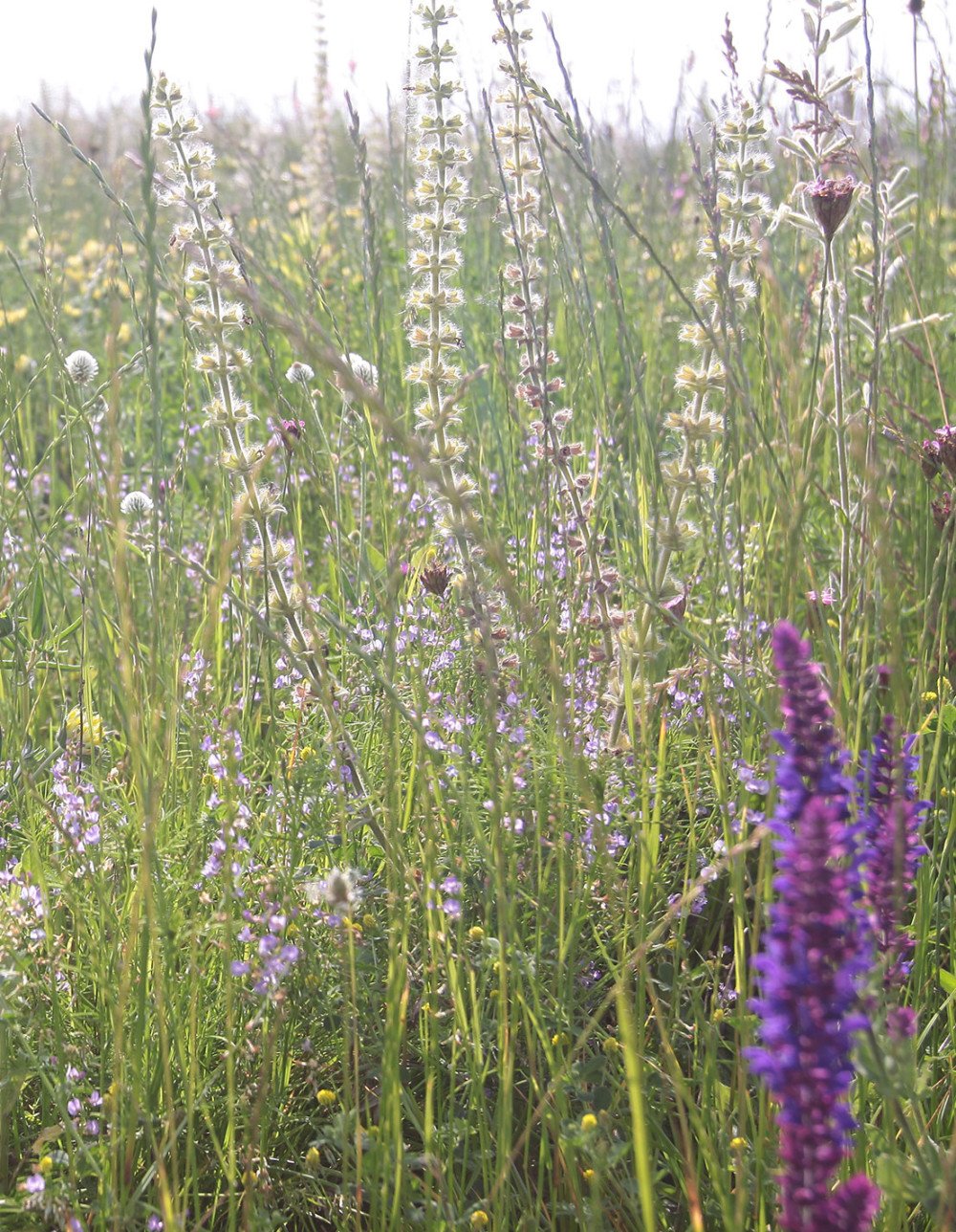 Herbal remedy bloom
