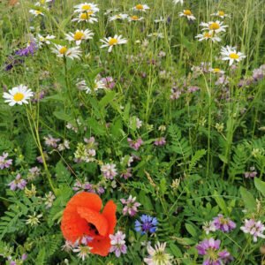 Pollinator heaven
