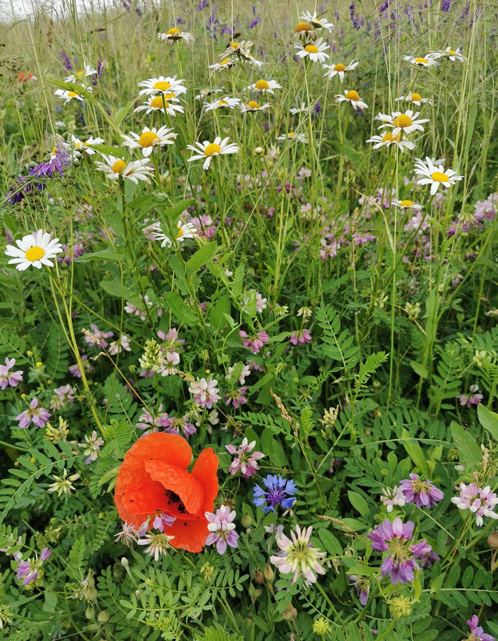 Pollinator heaven