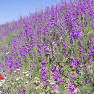 Wildflower meadow